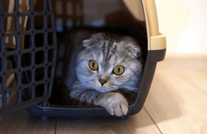 8 Best Cat Carrier for Nervous Cats (Updated 2018) | Pawsome Kitty