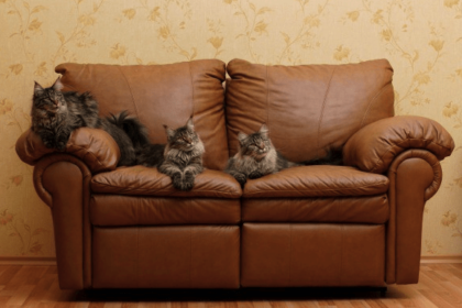 How to Keep Cats Off Furniture? Permanently! | Pawsome Kitty