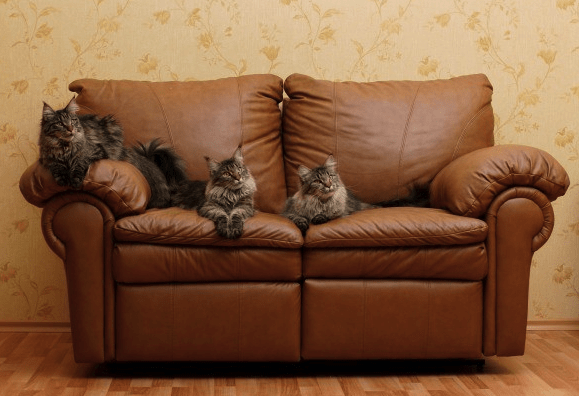 How to Keep Cats Off Furniture? Permanently! | Pawsome Kitty