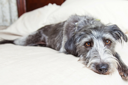 The Importance of Adding Mental Exercise to Your Dogs Routine