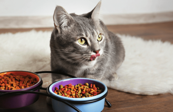 Why Does My Cat Eat So Much? HELP ME! | Pawsome Kitty