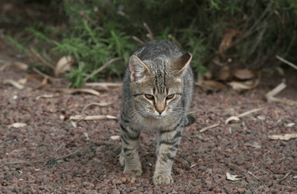 How to Get Rid Of Stray Cats Permanently? | Pawsome Kitty