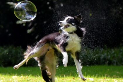 Do Yourself a Favor and Teach Your Dog to Chase Bubbles