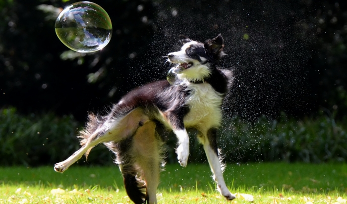 Do Yourself a Favor and Teach Your Dog to Chase Bubbles