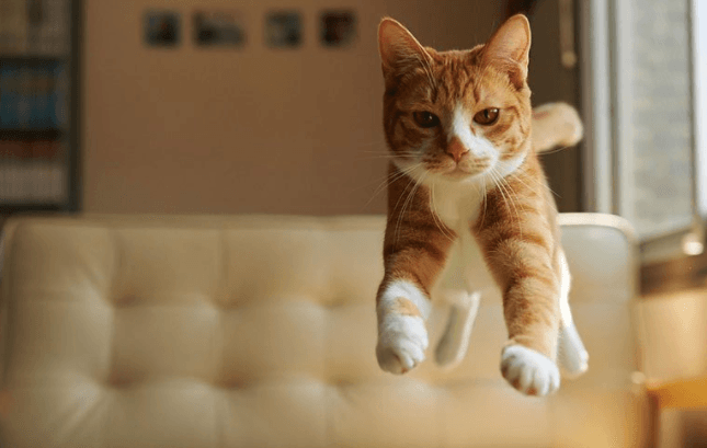 How High Can A Cat Jump? (OMG a Must Read!) | Pawsome Kitty