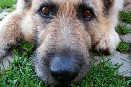 Is a Dogs Mouth Really Cleaner Than a Humans?