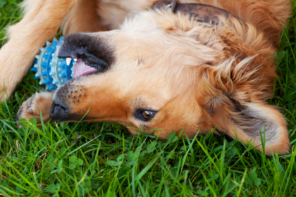 Are Squeaky Toys Too Stimulating For Your Dog?