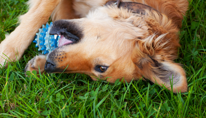 Are Squeaky Toys Too Stimulating For Your Dog?