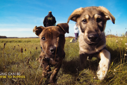 Jogging Can Be Harmful To Puppies