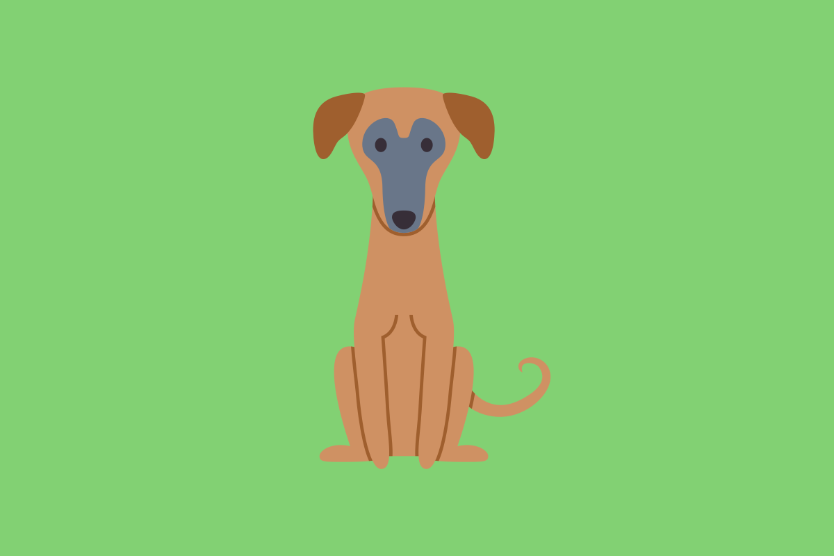 Get to know: the Greyhound Dog Breed, History, Health, Characteristics