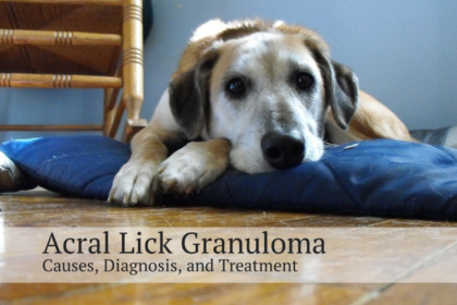 Acral Lick Granuloma: Excessive Licking in Dogs