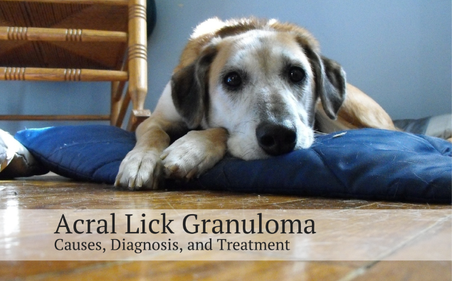 Acral Lick Granuloma: Excessive Licking in Dogs