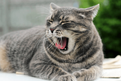 Why Does My Cat Have Bad Breath? (Sick Kitty?) | Pawsome Kitty