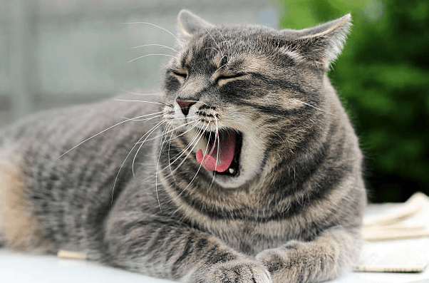 Why Does My Cat Have Bad Breath? (Sick Kitty?) | Pawsome Kitty