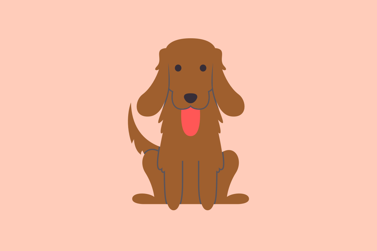 Get to know: the Irish Setter Dog Breed, History, Health, Characteristics