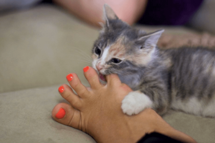 Why Does My Cat Bite my Feet? HELP ME! | Pawsome Kitty