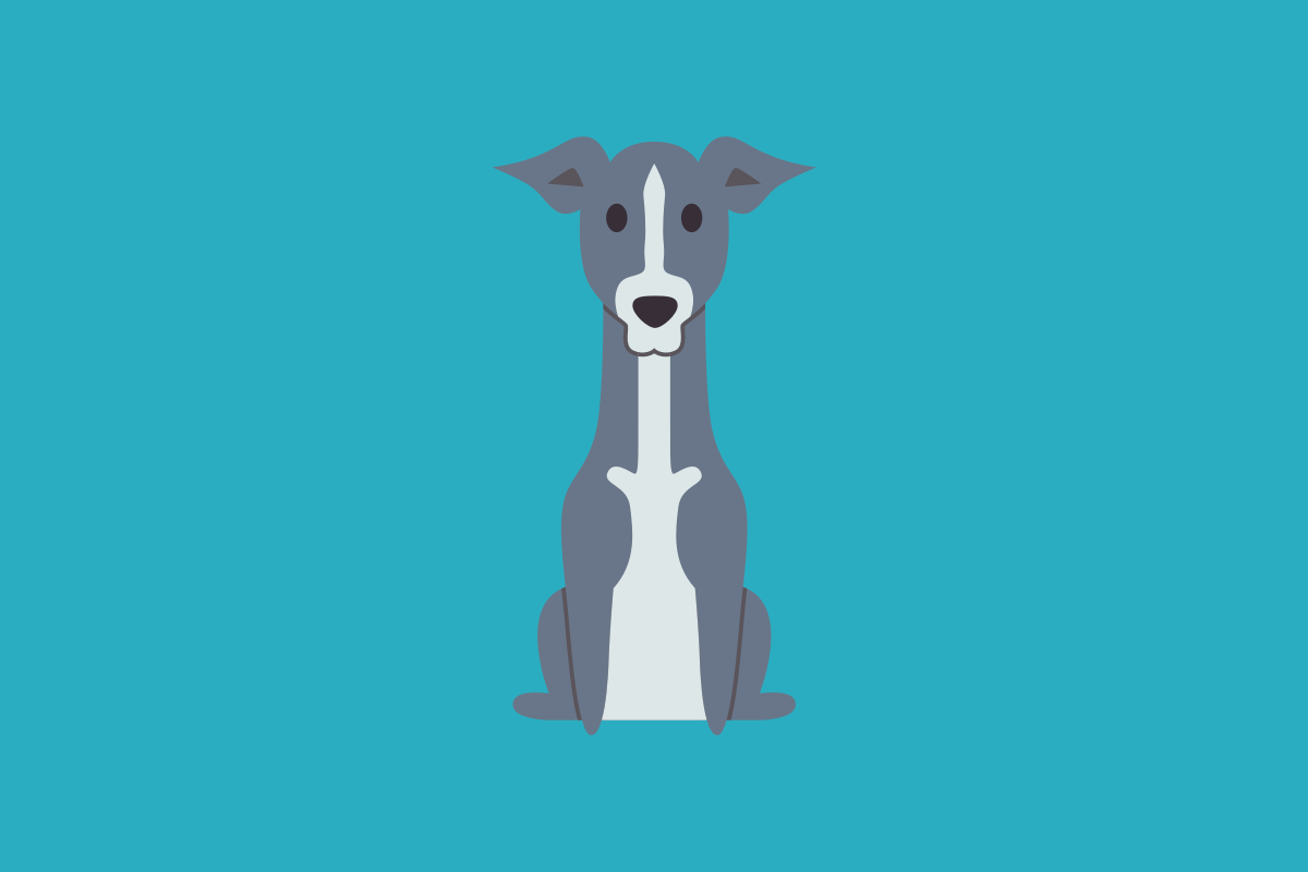 Get to know: the Italian Greyhound Dog Breed, History, Health, Characteristics