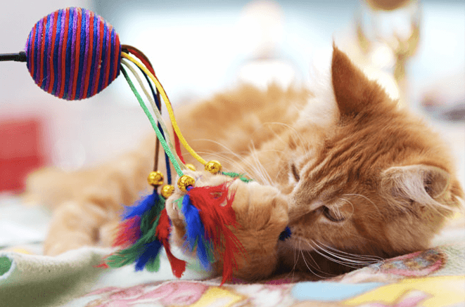 8 Best Toys for Cats Home Alone (Updated 2018) | Pawsome Kitty