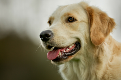 How to Brush Your Dogs Teeth