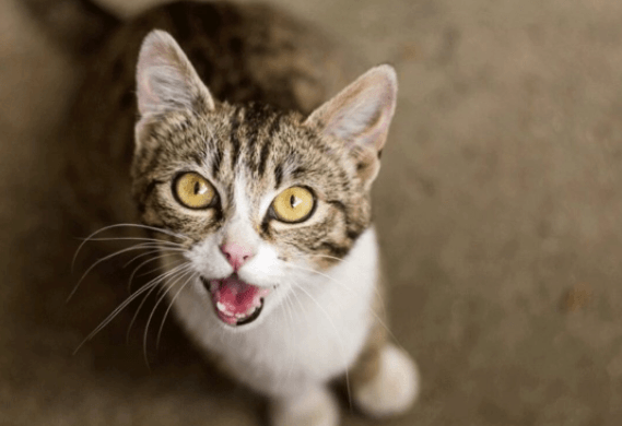 Why Does My Cat Meow At Night? (Should I be Worried?) | Pawsome Kitty