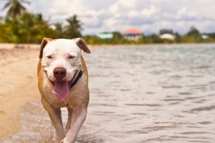 13 Summer Safety Tips for Dogs