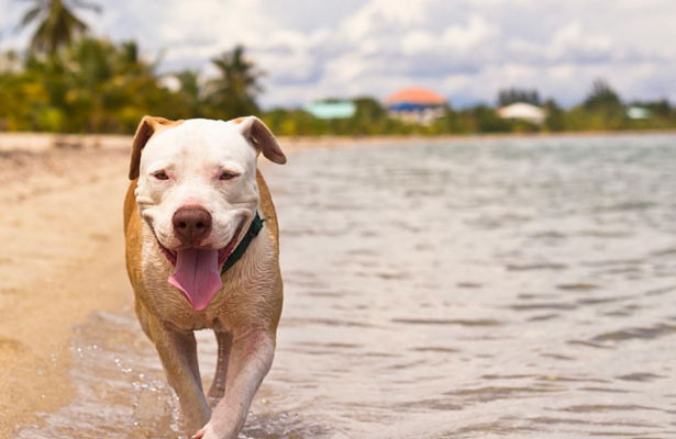 13 Summer Safety Tips for Dogs