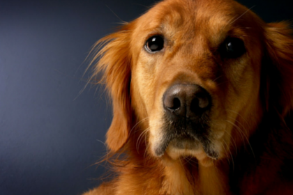 Nothing In Life is Free: Should Dogs Have to Earn Affection?