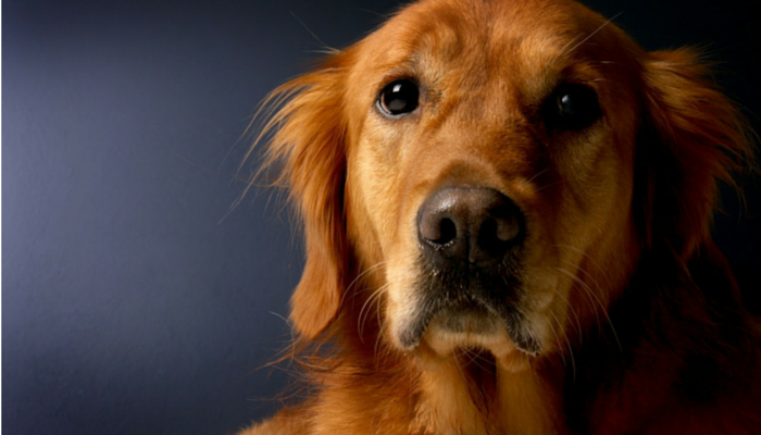 Nothing In Life is Free: Should Dogs Have to Earn Affection?