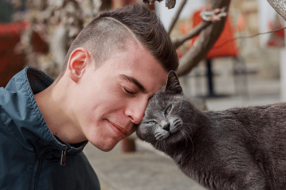 Why Does My Cat Headbutt Me? (What Does It Mean?) | Pawsome Kitty
