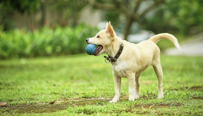 How to Teach Your Dog to Catch