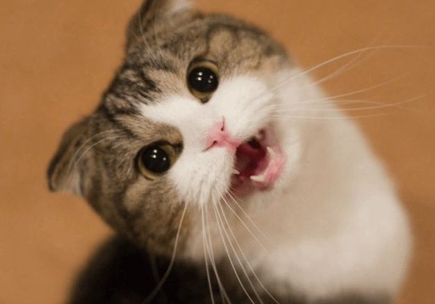 Why Do Cats Chirp? (Should I Be Scared?) | Pawsome Kitty