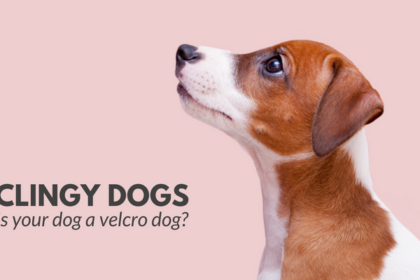 Clingy Dogs: Is Your Dog a Velcro Dog?