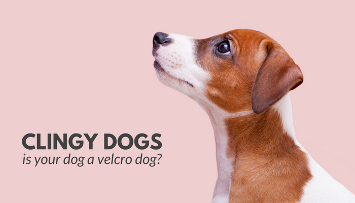 Clingy Dogs: Is Your Dog a Velcro Dog?