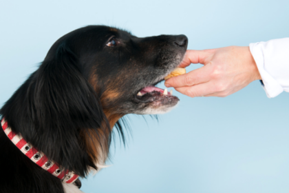5 Benefits of Hand Feeding Your Dog