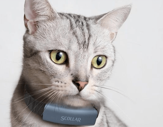 7 Best GPS Cat Collars Reviews (Updated 2018) | Pawsome Kitty