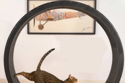 Best Cat Exercise Wheel for Hours of Fun (Updated 2018) | Pawsome Kitty