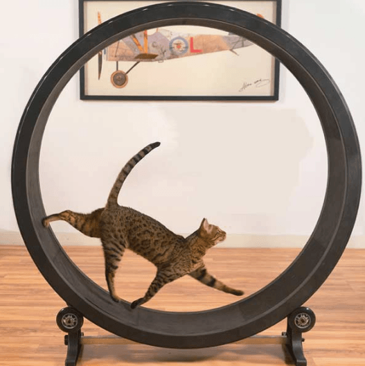 Best Cat Exercise Wheel for Hours of Fun (Updated 2018) | Pawsome Kitty