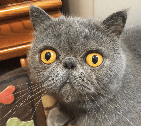 Why Does my Cat Stare at Me? FREAKY! | Pawsome Kitty