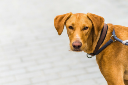 10 Tips For Walking Your Reactive Dog