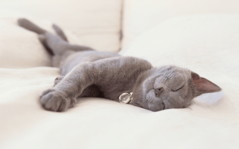 How Much Do Cats Sleep? (Do They Really Sleep That Much?) | Pawsome Kitty