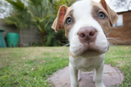 5 Tips for Socializing Your Puppy