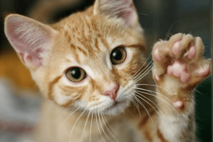 10 Tips How to Stop a Cat from Biting You | Pawsome Kitty