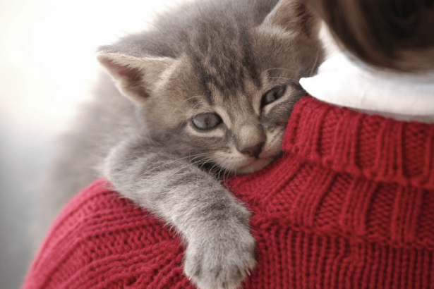 10 Signs Your Cat Loves You (Or Planning To Kill You!) | Pawsome Kitty