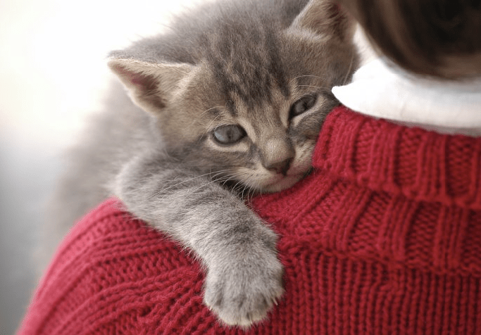 10 Signs Your Cat Loves You (Or Planning To Kill You!) | Pawsome Kitty