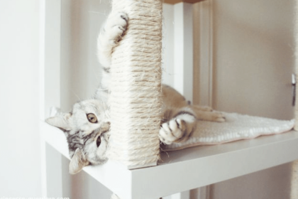 11 Best Cat Tree Reviews (Updated 2018) | Pawsome Kitty