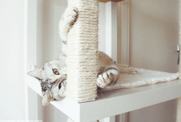 11 Best Cat Tree Reviews (Updated 2018) | Pawsome Kitty
