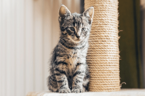 7 Best Cat Scratching Post Reviews (Updated 2018) | Pawsome Kitty