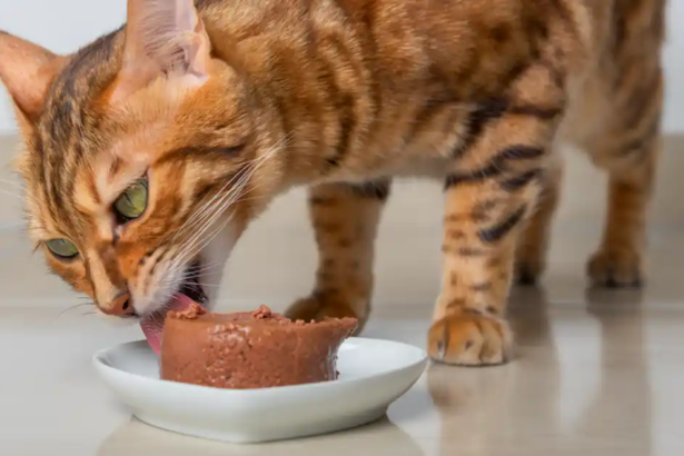 Why do cats need meat in their diet?