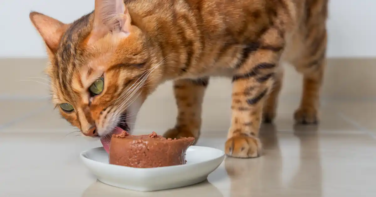 Why do cats need meat in their diet?
